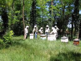 Learning About Beekeeping