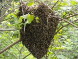 Swarm in Tree