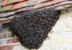 Swarm on House