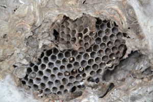 Wasp Nest- Showing  Internal Brood Comb 