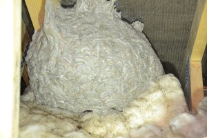 Wasp Nest - On Loft Insulation