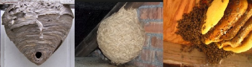 Nests in The Attic