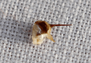 Honey Bee Stinger & Attached venom Sac