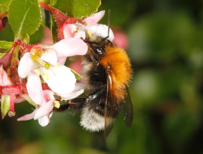 Bombus hypnorum male on Cotoneaster JEREMY EARLY(1)